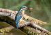 4-Martin-pêcheur d&rsquo;Europe | Alcedo atthis | Common Kingfisher